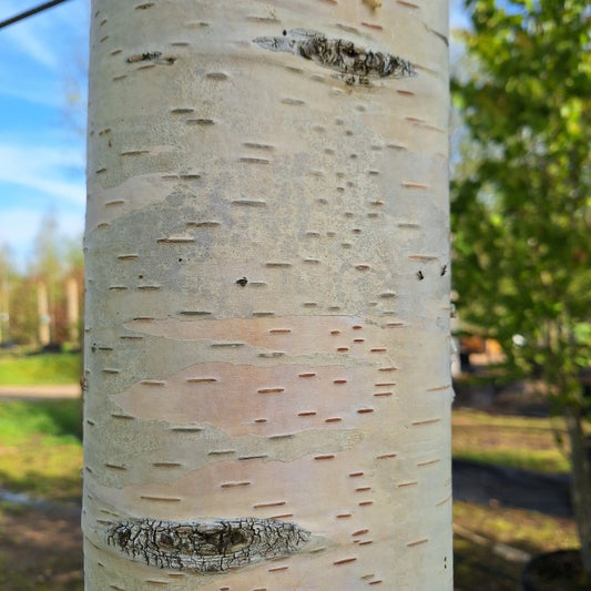 Betula pendula 'Swiss Glory'