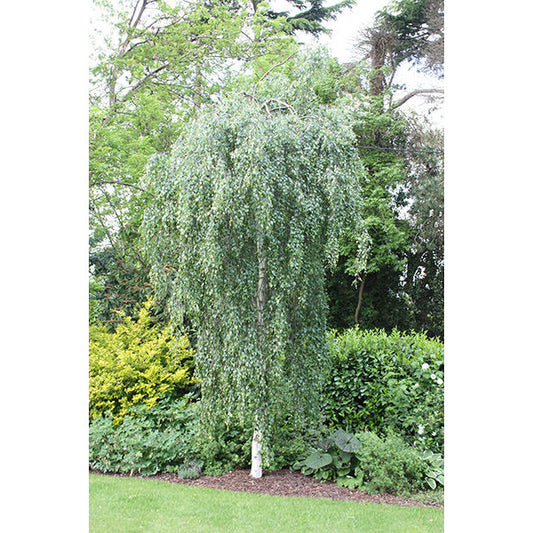 Betula pendula 'Youngii'