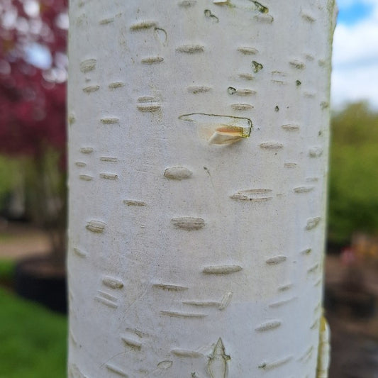 Betula utilis