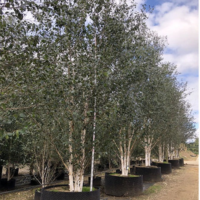 Betula utilis var. jacquemontii – Majestic Trees