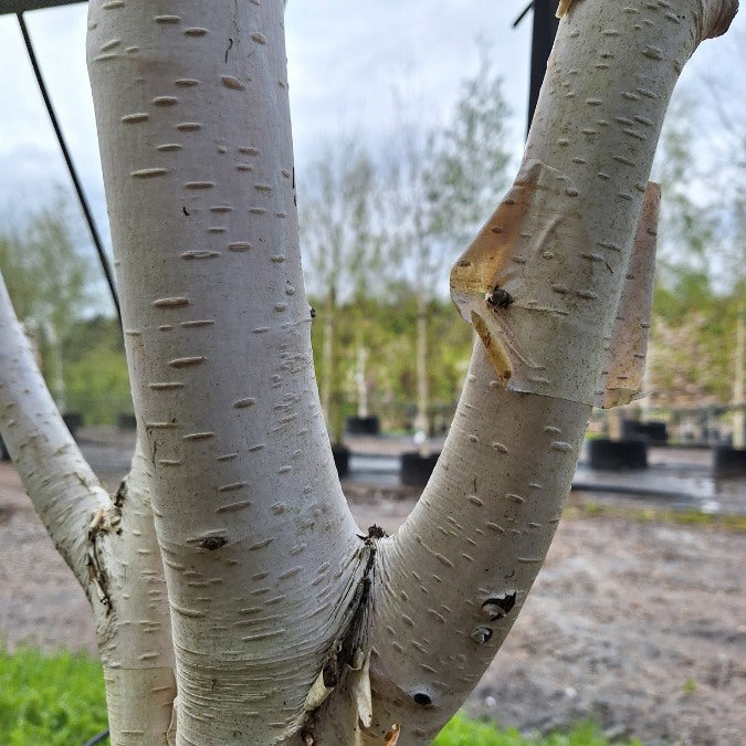 Betula utilis 'Grayswood Ghost'