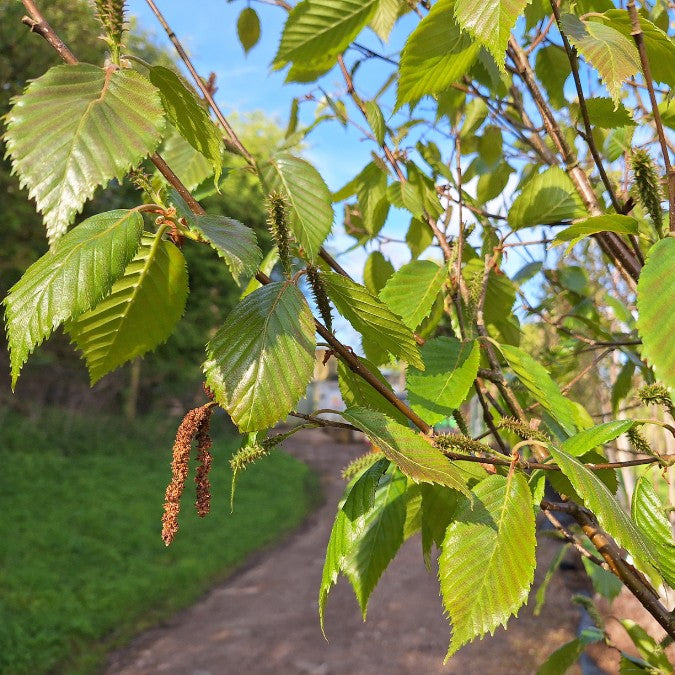 Betula utilis 'Grayswood Ghost'