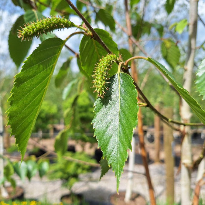 Betula utilis 'Grayswood Ghost'