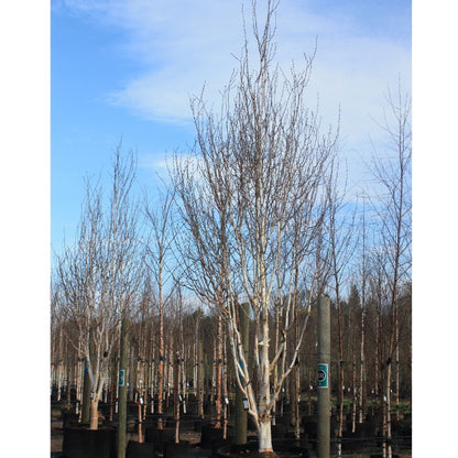 Betula utilis 'Grayswood Ghost'