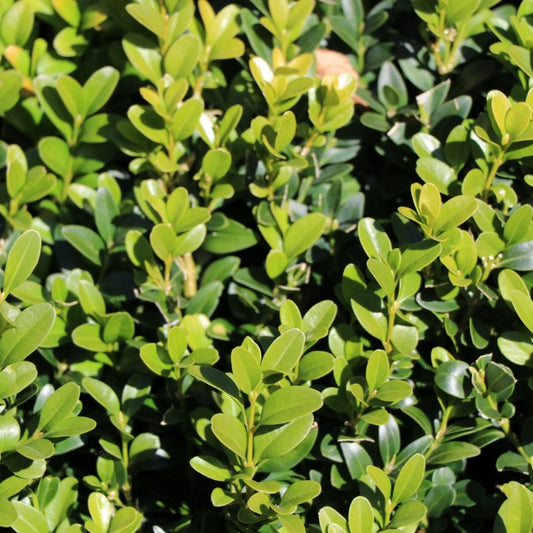 Buxus sempervirens (Topiary)