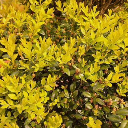 Buxus sempervirens (Topiary)