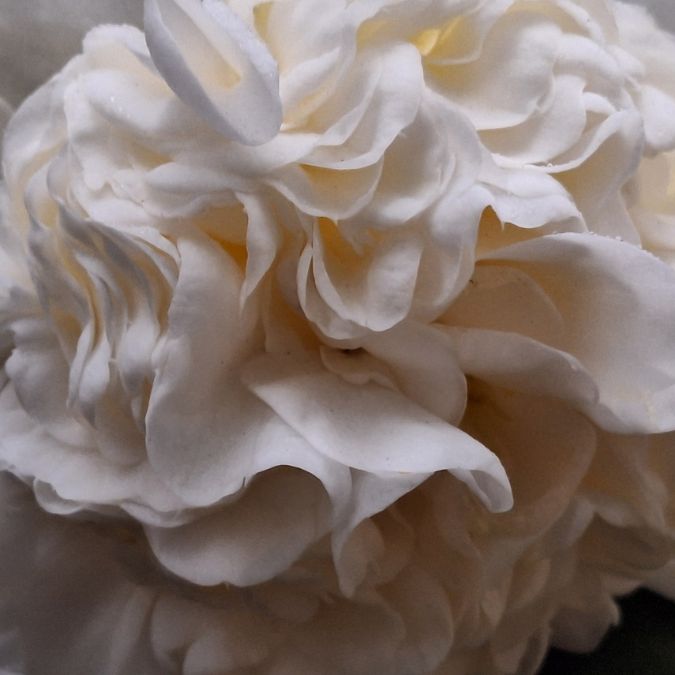 Camellia japonica 'Snowball'