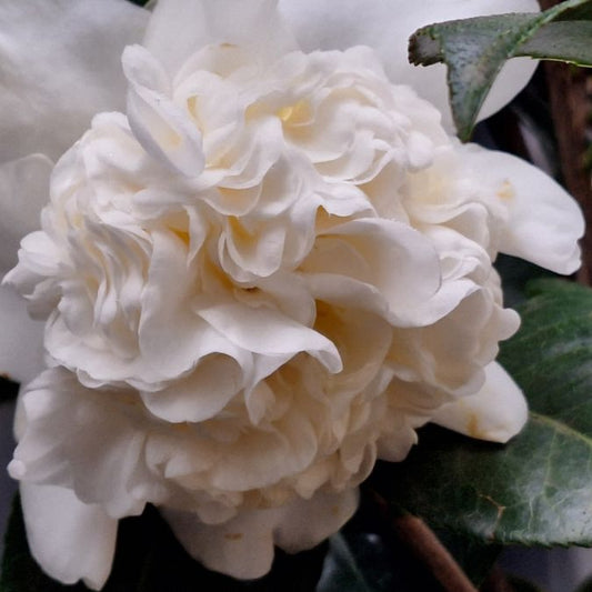 Camellia japonica 'Snowball'