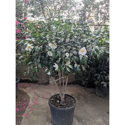 Camellia japonica 'White Nun'