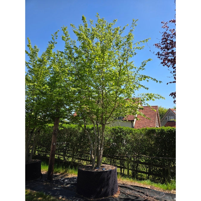 Carpinus betulus