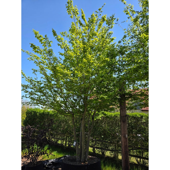 Carpinus betulus