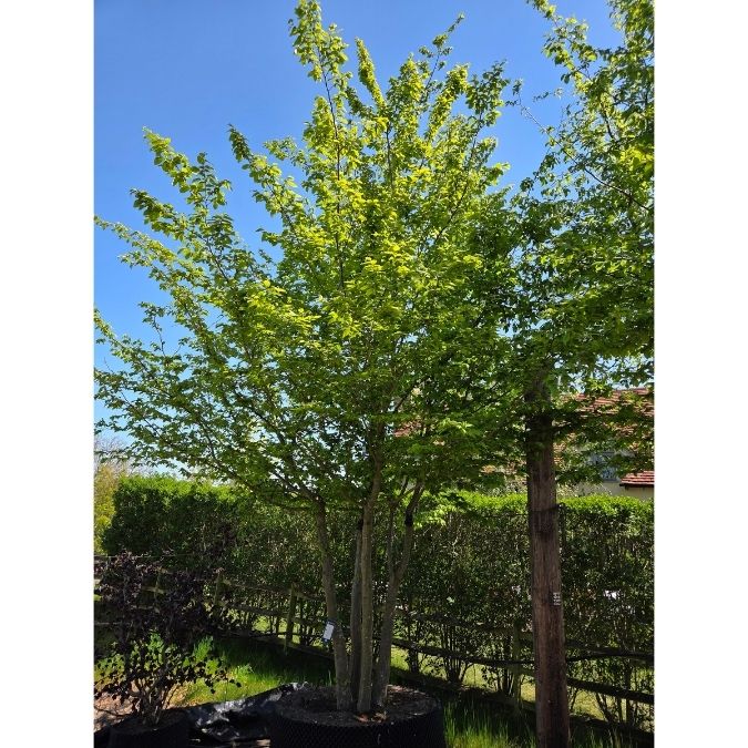 Carpinus betulus