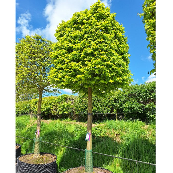 Carpinus betulus (Box Head)