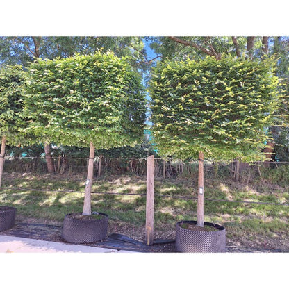 Carpinus betulus (Box Head)