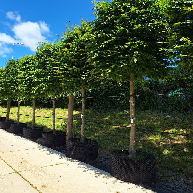 Carpinus betulus (Box Head)