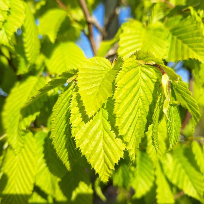 Carpinus betulus 'Frans Fontaine'