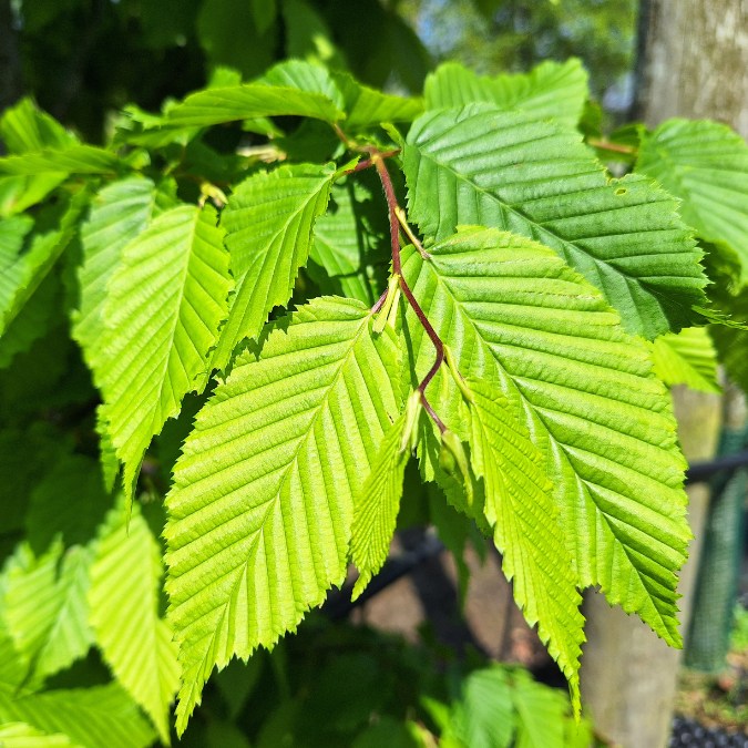 Carpinus betulus 'Frans Fontaine'