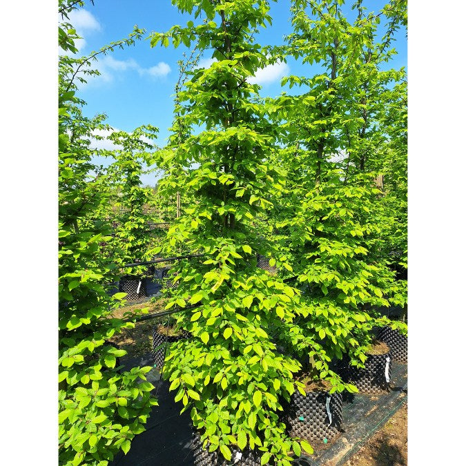 Carpinus betulus (Hedging)