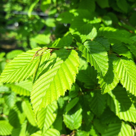 Carpinus betulus (Hedging)