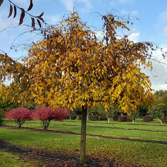 Carpinus betulus 'Pendula'