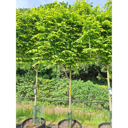 Carpinus betulus (Pleached)