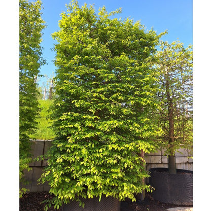 Carpinus betulus (Pleached)