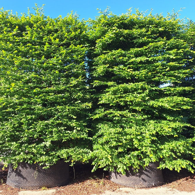 Carpinus betulus (Pleached)