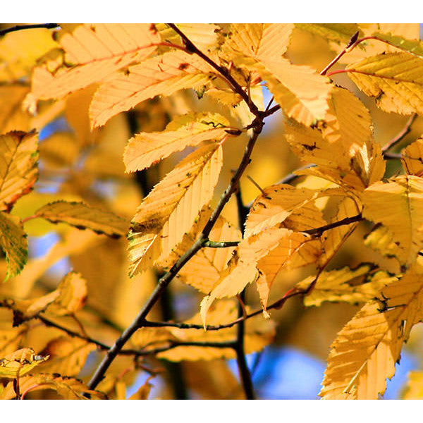 Carpinus betulus (Pleached)