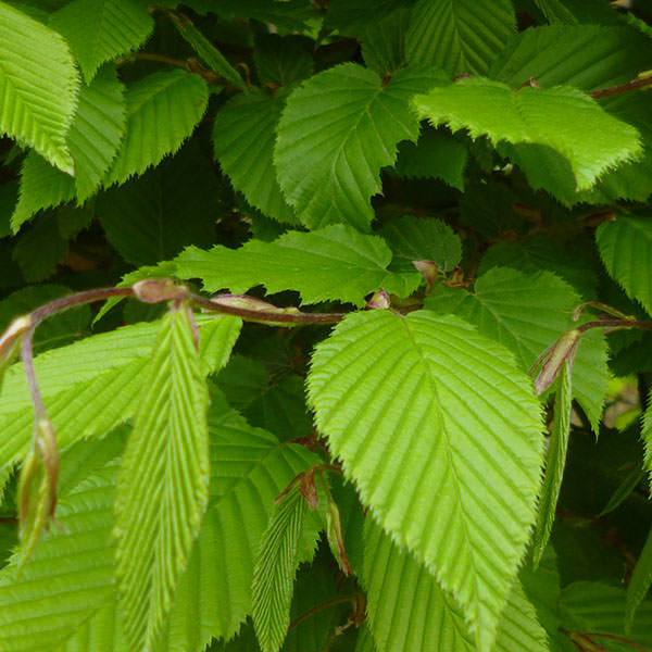 Carpinus betulus (Pleached)