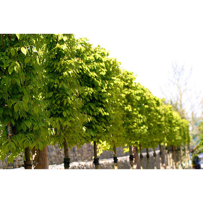 Carpinus betulus (Pleached)