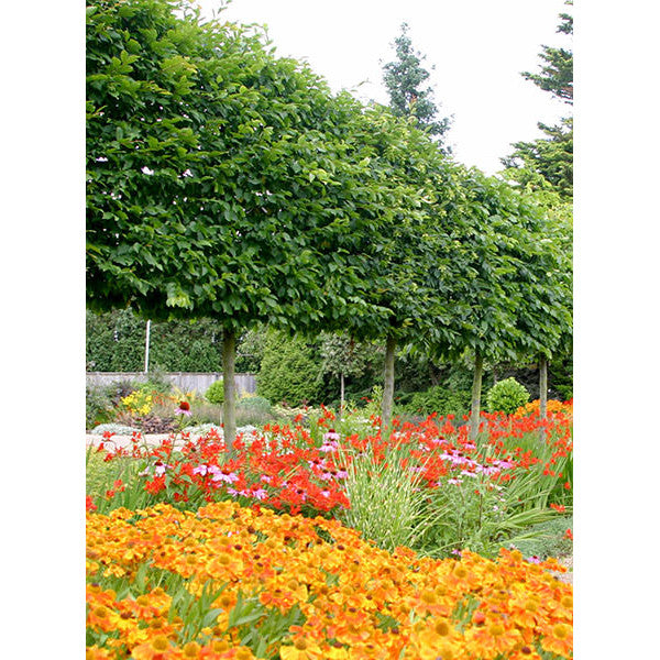 Carpinus betulus (Pleached)