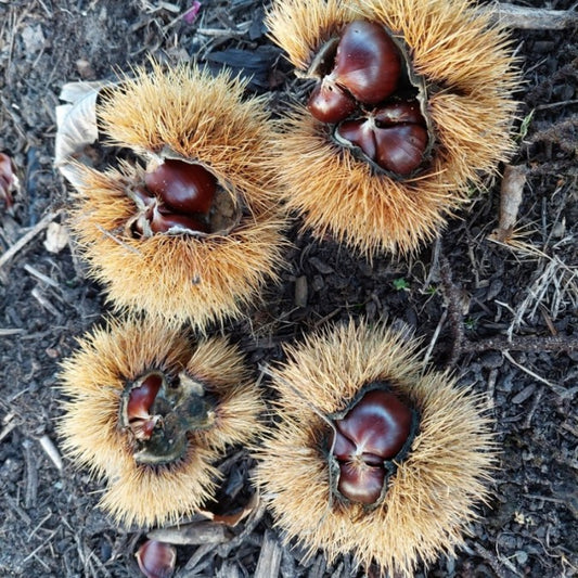 Castanea sativa