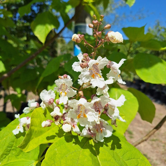 Catalpa bignonioides 'Aurea'