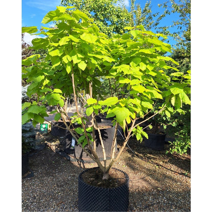 Catalpa bignonioides 'Aurea'