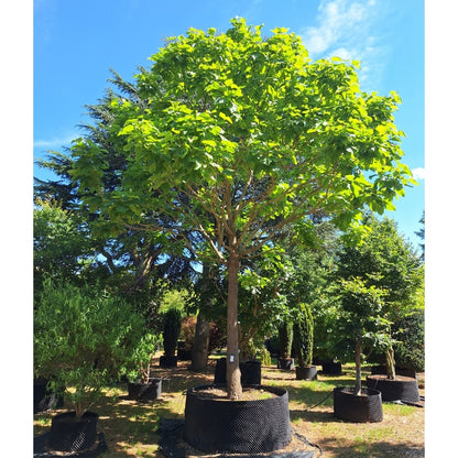 Catalpa bignonioides