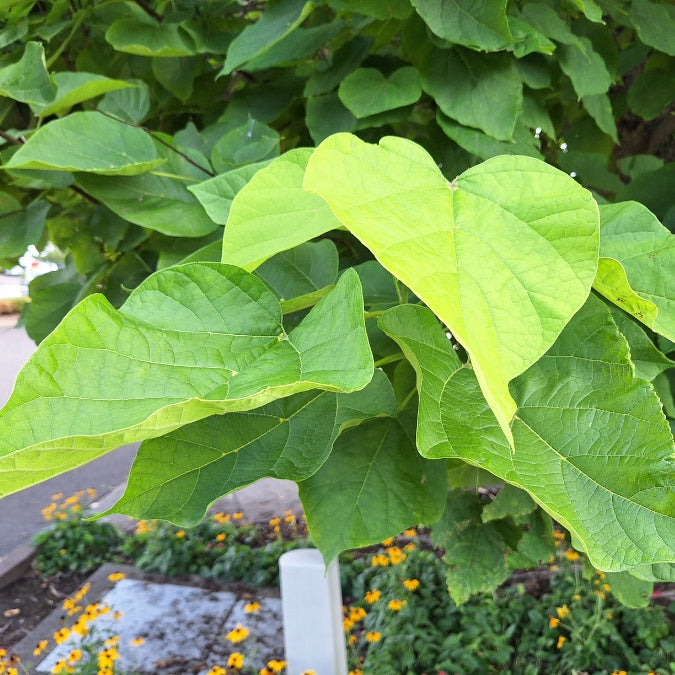 Catalpa bignonioides