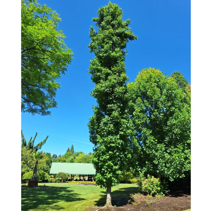 Catalpa bignonioides