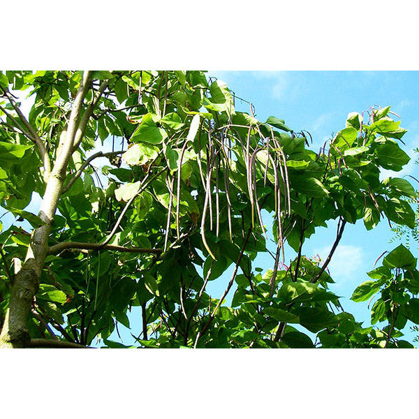 Catalpa bignonioides