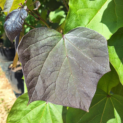 Catalpa x erubescens 'Purpurea'