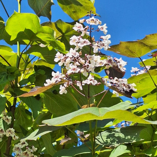Catalpa x erubescens 'Purpurea'