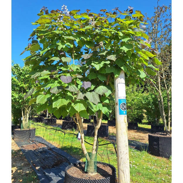 Catalpa x erubescens 'Purpurea'