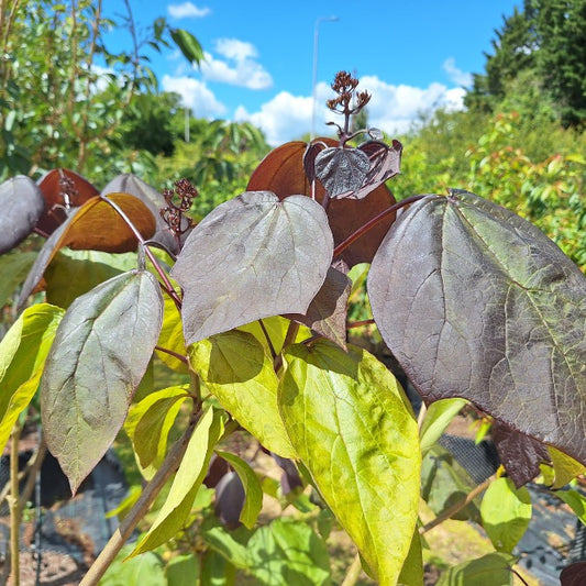 Catalpa x erubescens 'Purpurea'