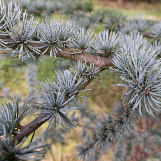 Cedrus libani 'Glauca'