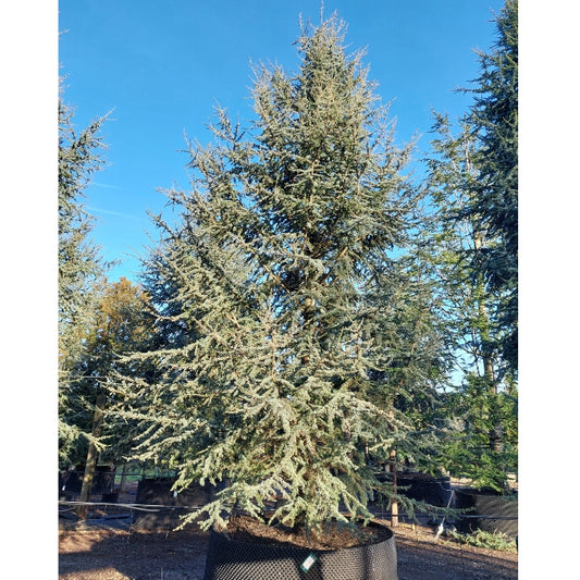 Cedrus libani 'Glauca'