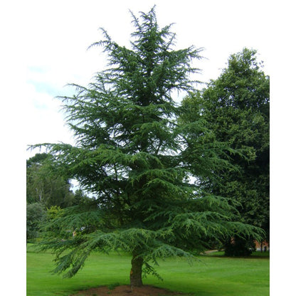 Cedrus deodara