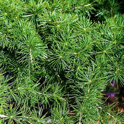 Cedrus libani