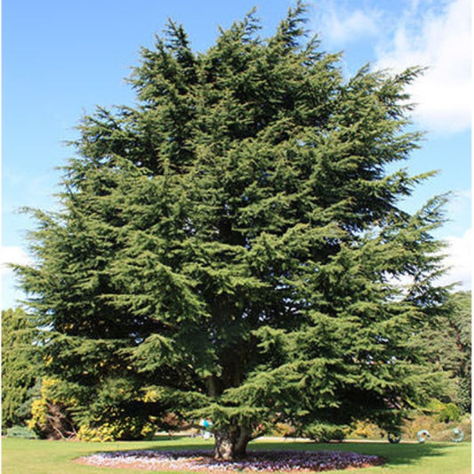 Cedrus libani