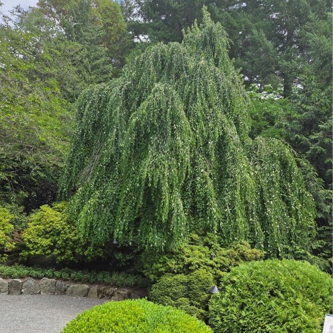 Cercidiphyllum japonicum f. pendulum