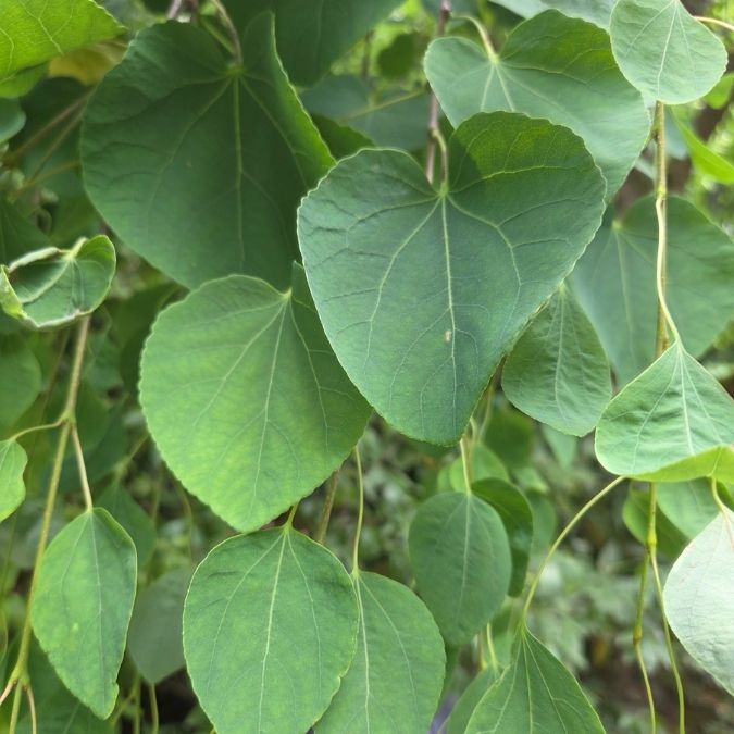 Cercidiphyllum japonicum f. pendulum