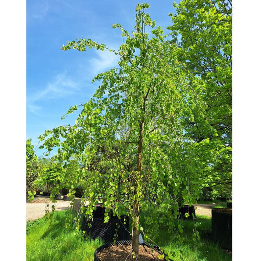 Cercidiphyllum japonicum f. pendulum